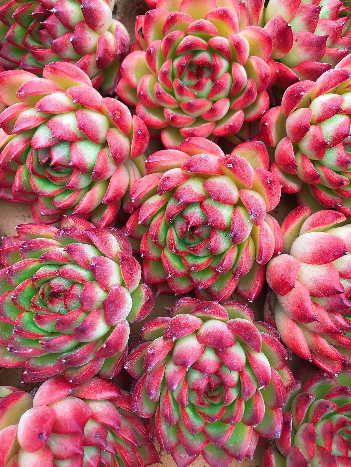 多肉植物 韓国苗 エケベリア MIX100苗セット 全て5センチ前後綺麗な苗