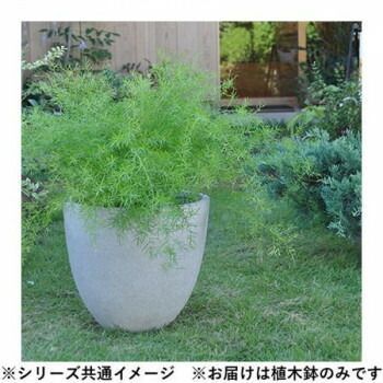 スタウト アッシュ