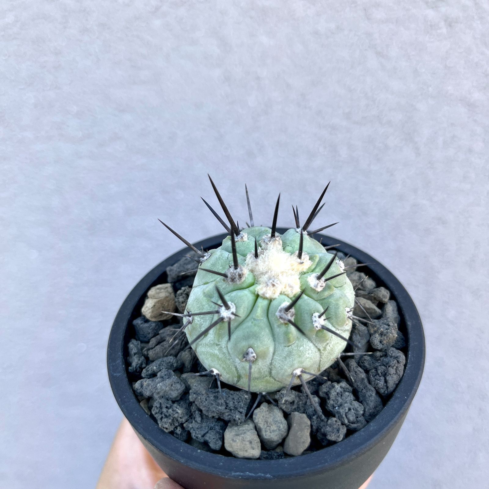 コピアポア・シネレア（黒王丸）｜Copiapoa cinerea 現地球 発