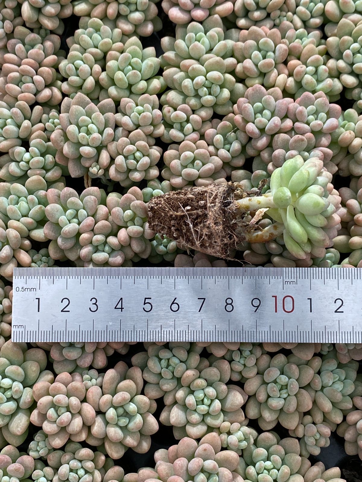 新入荷 ダフニー 鮮やかな105苗セット 土と根付き 多肉植物 エケベリア