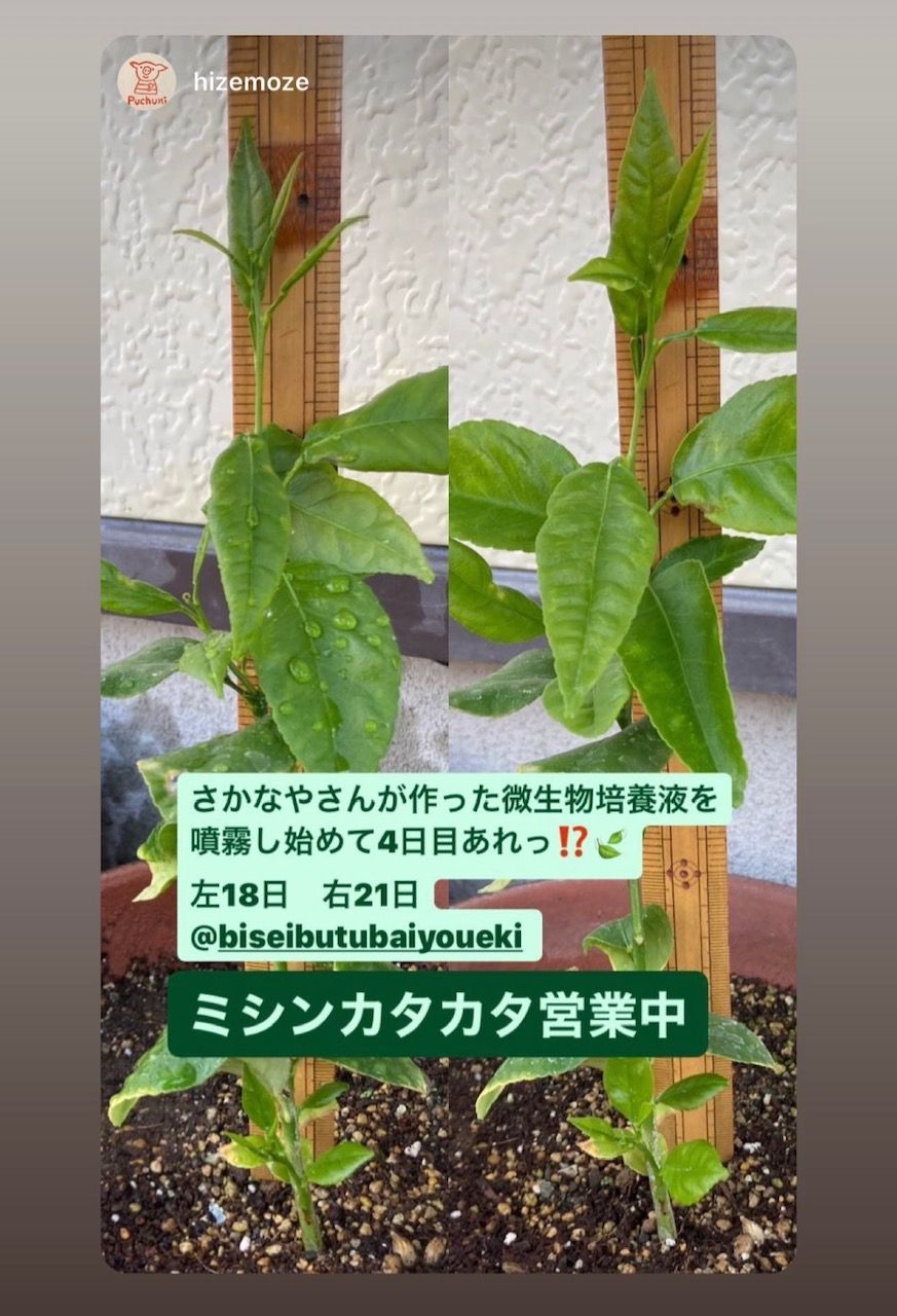 和風 特許取得製品水草フサフサ！増やしたい方さかなやさんの微生物