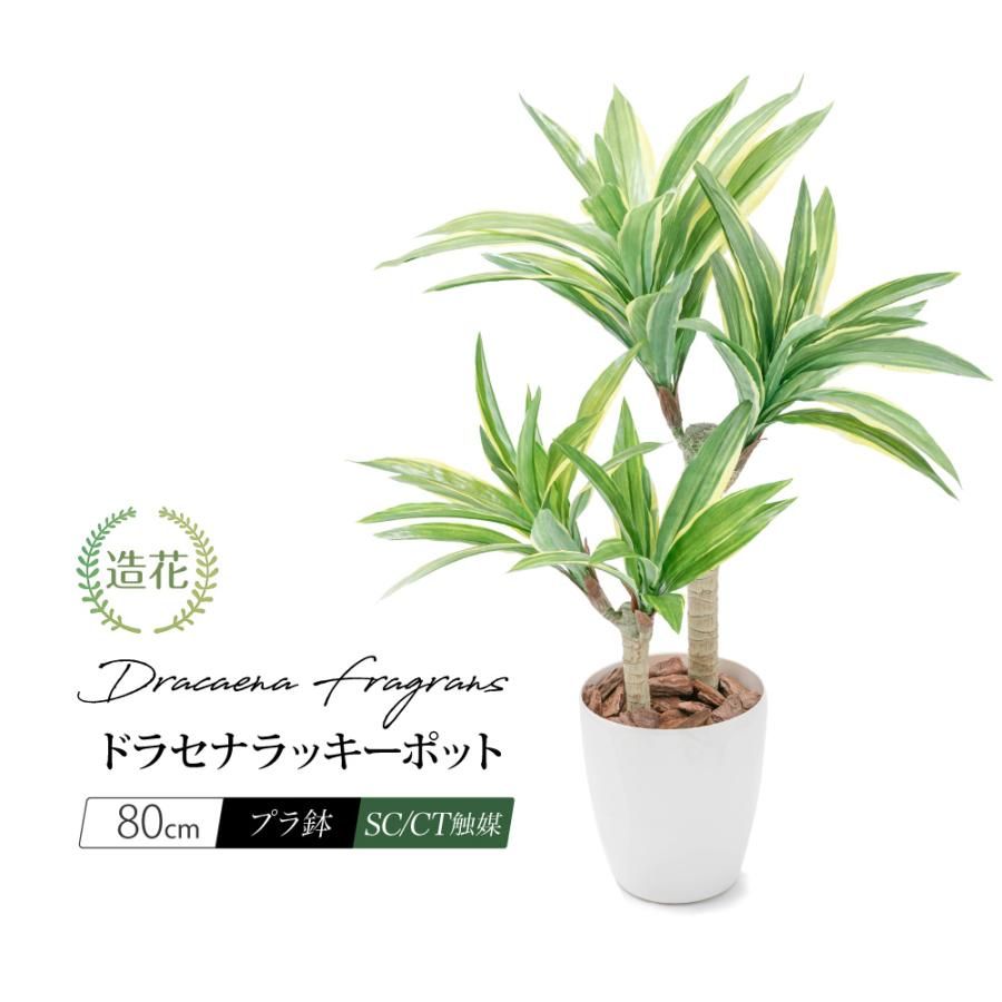 現品］15番 アスプレニウム コブラ 8号 観葉植物 室内 オオタニワタリ
