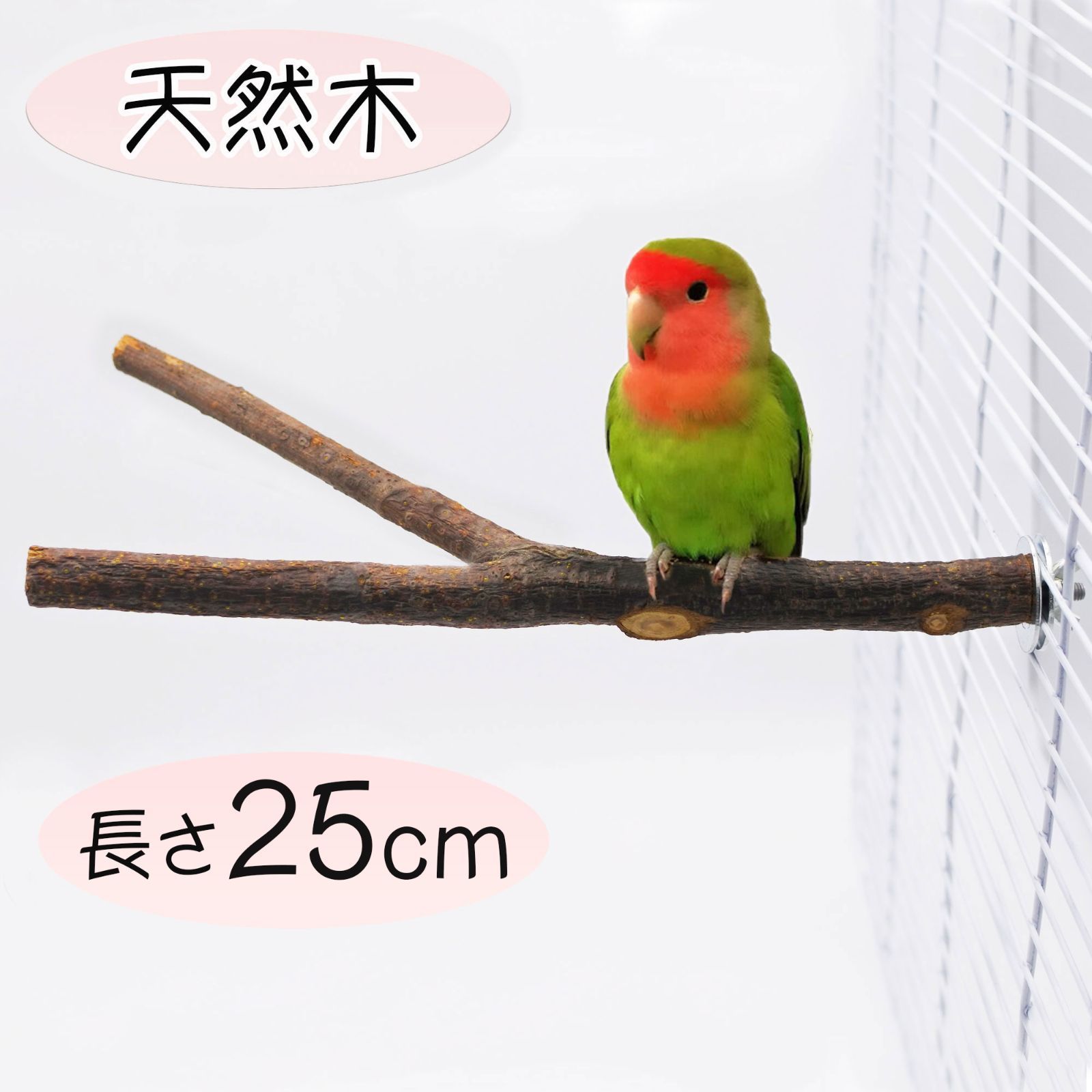 中型インコ 止り木 鳥