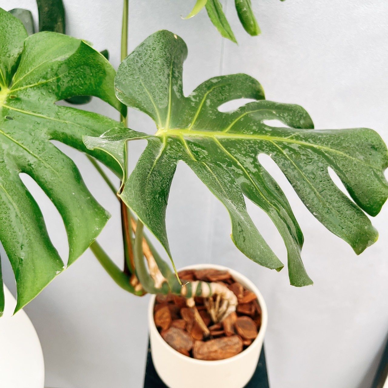 幹立ち 観葉植物