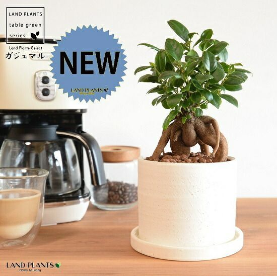 仁城義勝 小鉢 4客セット