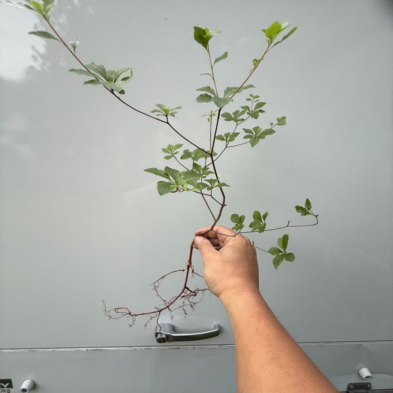 山採り アブラツツジ苗木 30〜40cm×1株🌱✨🎁 - メルカリ