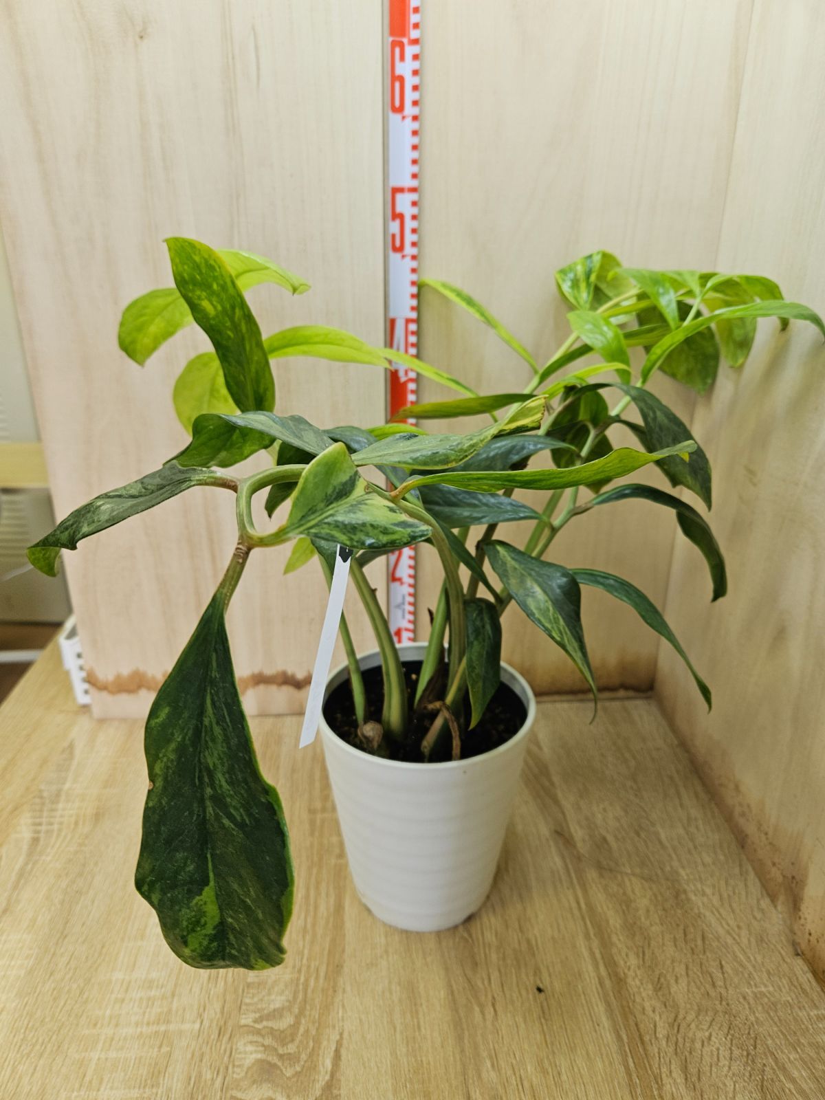 珍品 ザミオクルカス レイブン ブラック ピンク (斑入り)タイから直