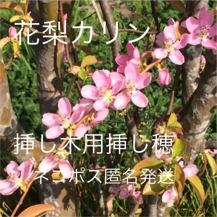 花梨カリン】挿し木用挿し穂 無農薬果実の木自家栽培 - グリーンポット