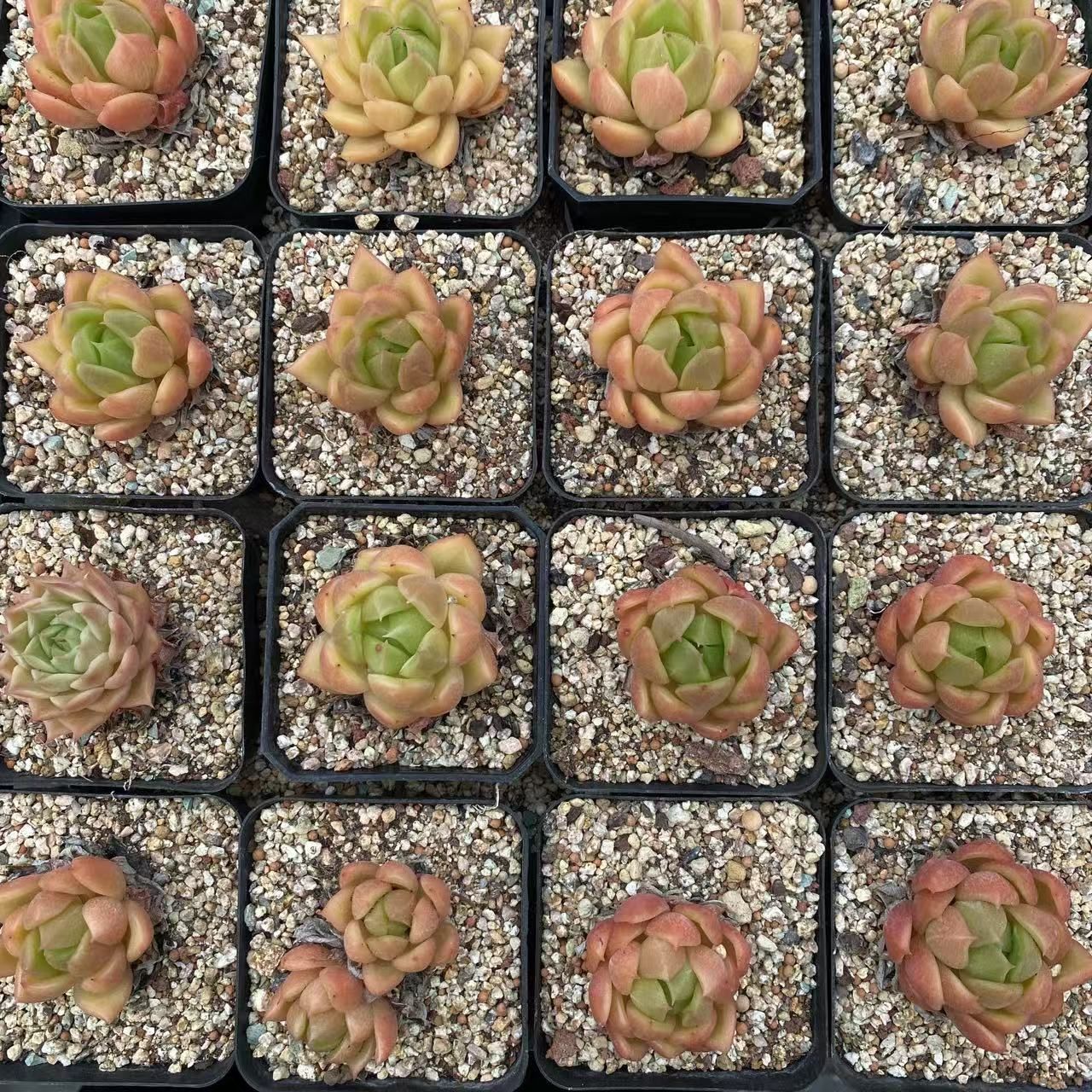 40株の抜き苗セット】レッドフィンガー 多肉植物 佐川急便発送