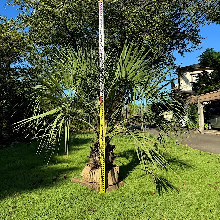 ココスヤシ　幹太 幹太】ココスヤシ