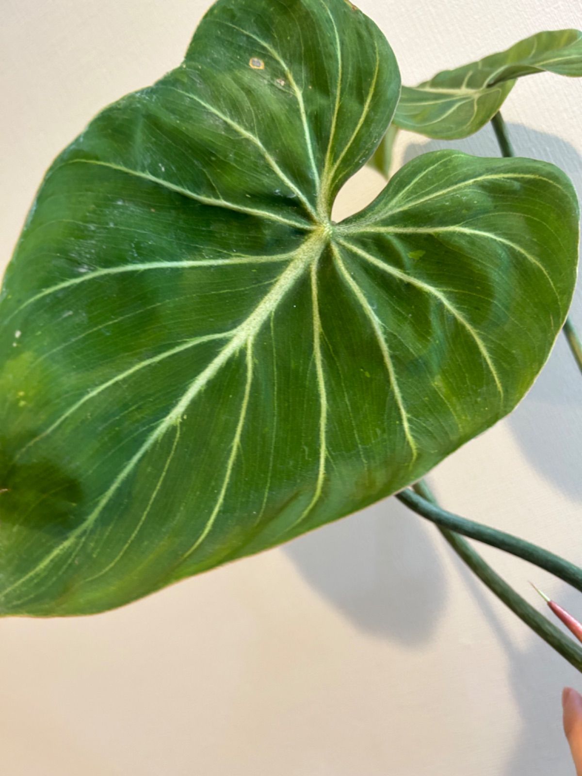 希少 フィロデンドロン グロリオーサム ゼブラ 観葉植物
