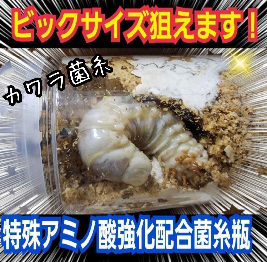 昆虫用品 特大サイズ カワラタケ 菌糸瓶 【3本セット】タランドゥス