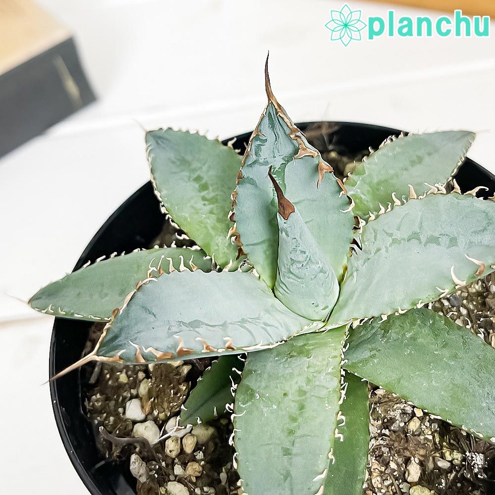 爆買い，お得 サボテン 特選 大疣兜 特選苗 スーパー兜 ヒトデタイプ