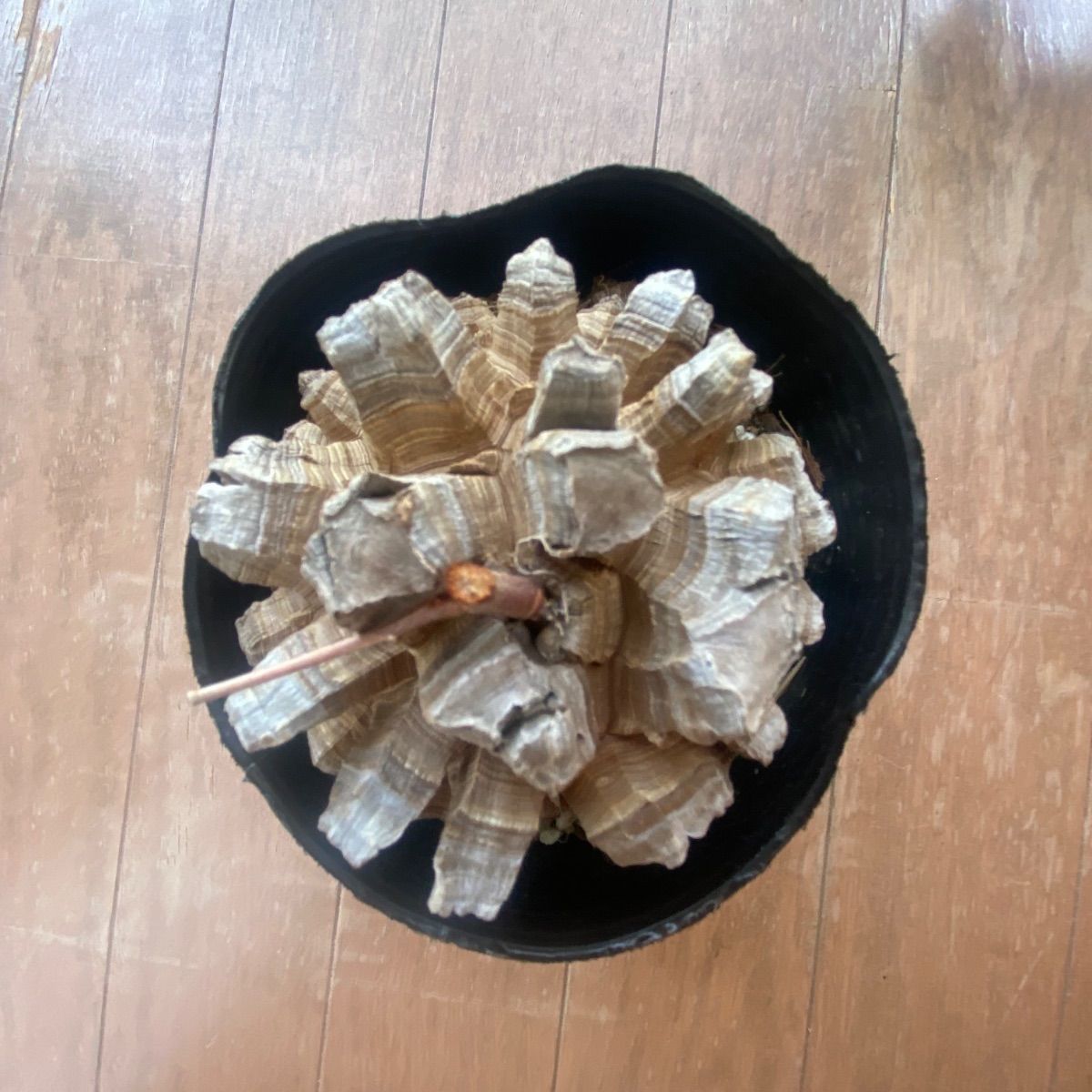 長谷川亀甲竜 4寸 キーホルダー付属 - メルカリ