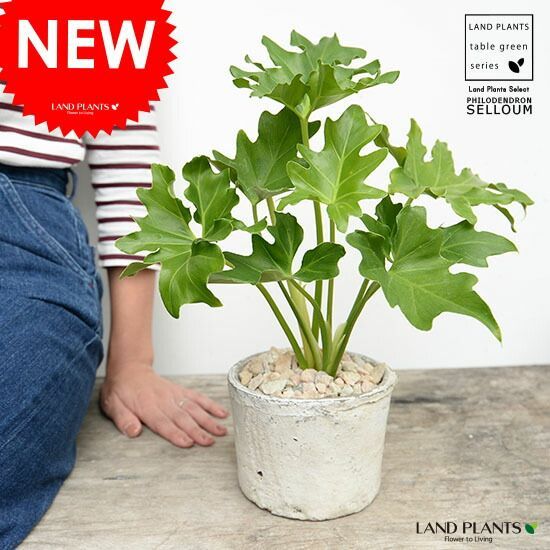 鑑定品 PSA10 】 極美品 世界21枚 最安値 ユーフォロイド レリーフ