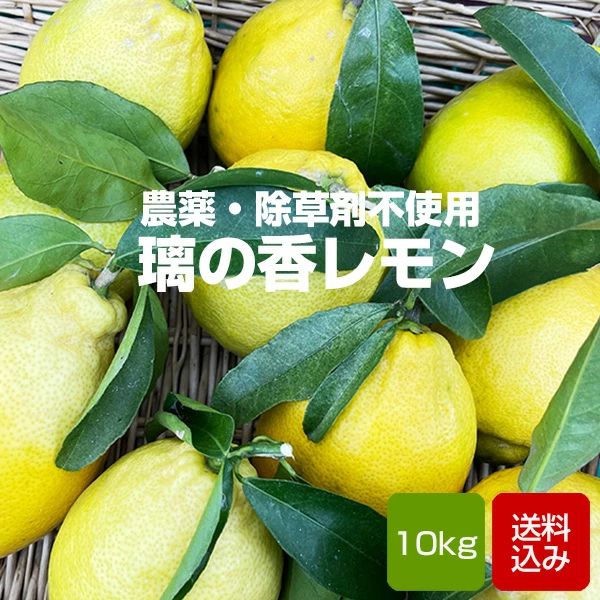 国産 レモン10kg 農薬不使用 栽培期間中 璃の香 除草剤不使用 ノーワックス りのかレモン れもん 檸檬 福岡県産