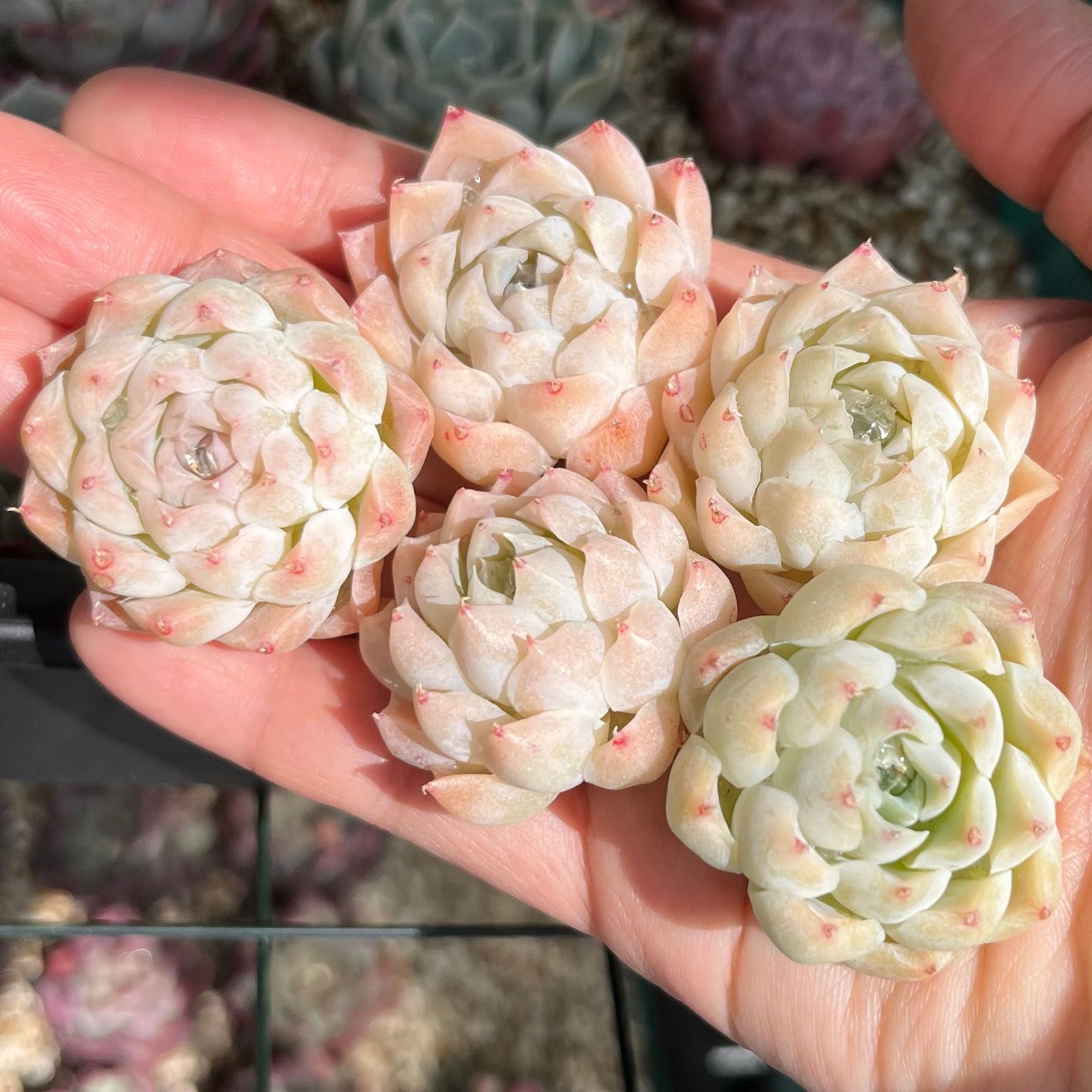 多肉植物　韓国苗　アイボリーパゴダ　２株　発根済み 京都府K専用アイボリーパゴダ | RuPo 多肉植物専門店