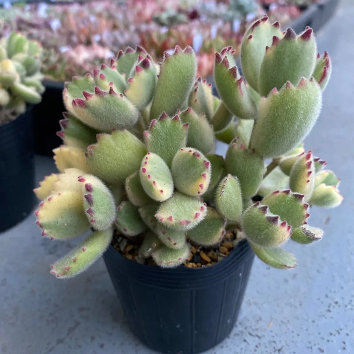 多肉植物 熊童子 熊童子錦 カット苗 - その他多肉植物