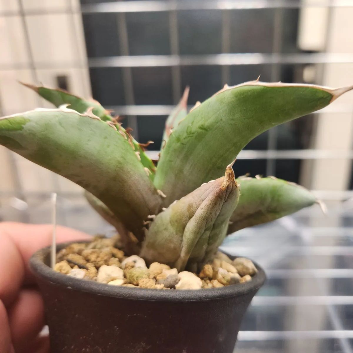 アガベ チタノタ ブルー 実生 抜き苗 アガベ チタノタブルー実生 選抜