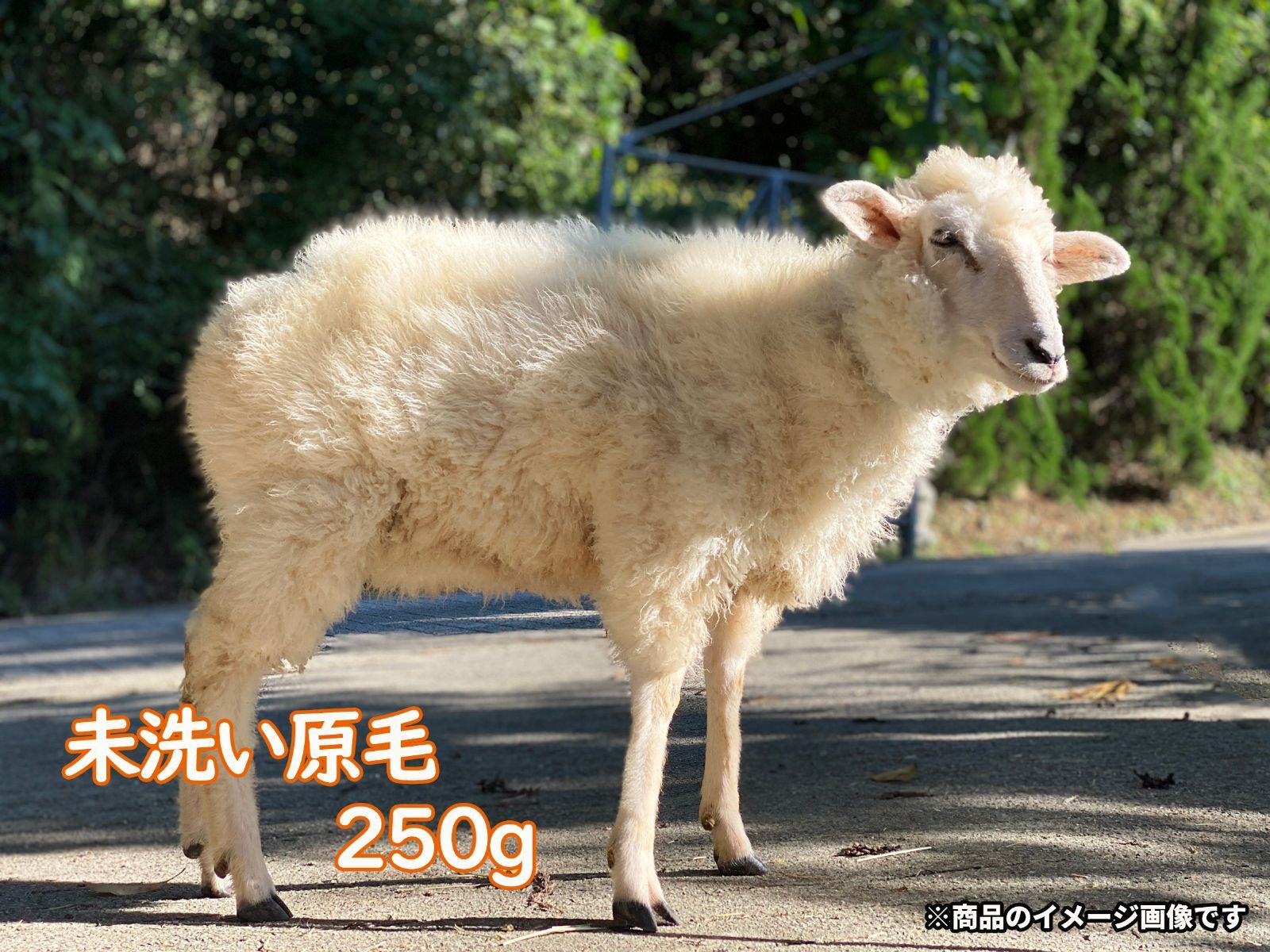 羊毛⭐︎コリデール国産⭐︎原毛⭐︎未洗い | www.enfoquevallenato.com
