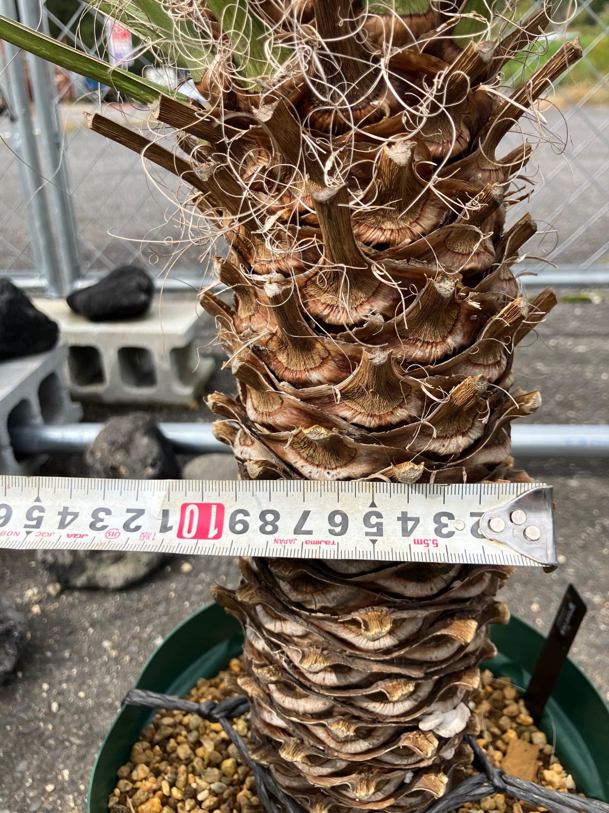 ユッカ フィリフェラ メキシコ産 発根済 ユッカ フィリフェラ メキシコ