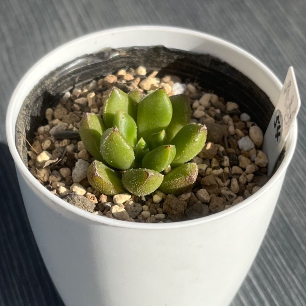 チュブス】☆多肉植物☆エケベリア☆カット苗☆ - メルカリ