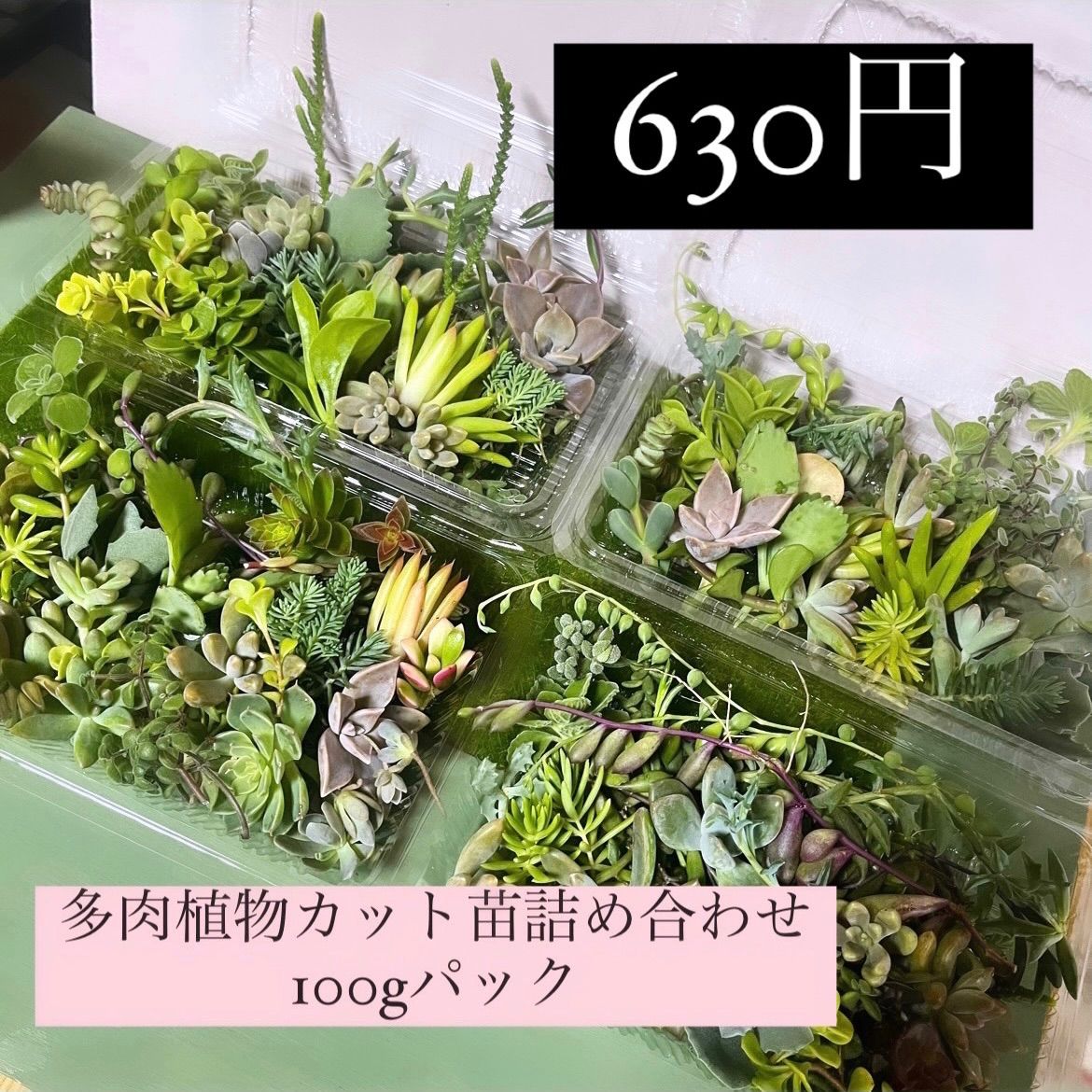 多肉植物カット苗〜100グラム色々セット パック売り - メルカリ