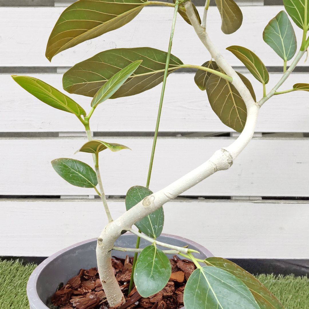 現品販売】観葉植物 フィカス・ベンガレンシス ベンガルゴム 現品販売】観葉植物 フィカス・ベンガレンシス ベンガルゴム