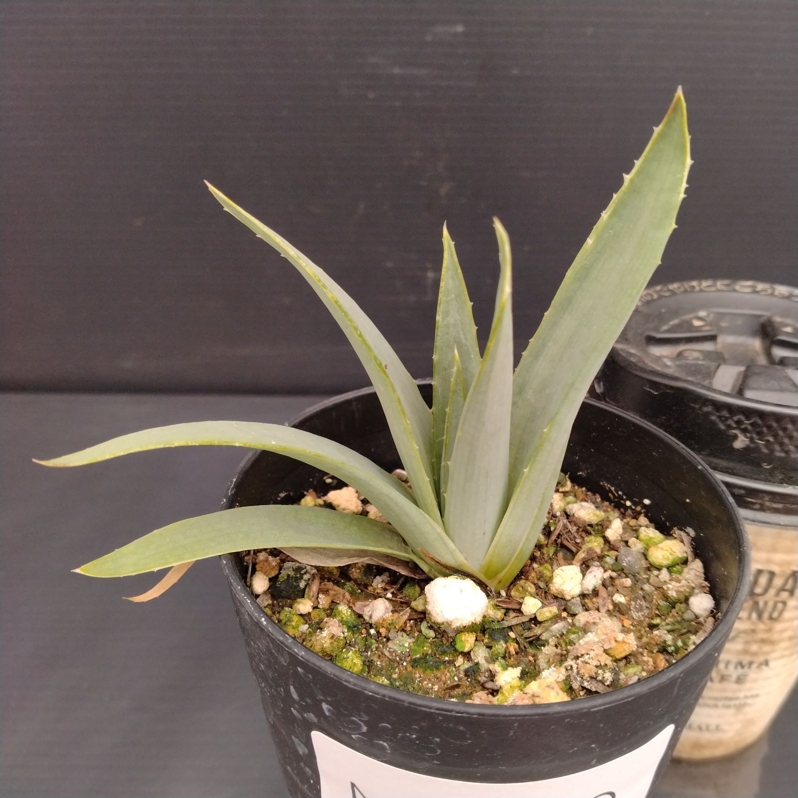 Yahoo!オークション - ハオルチア 桜蘭錦 一時休止☆多肉植物