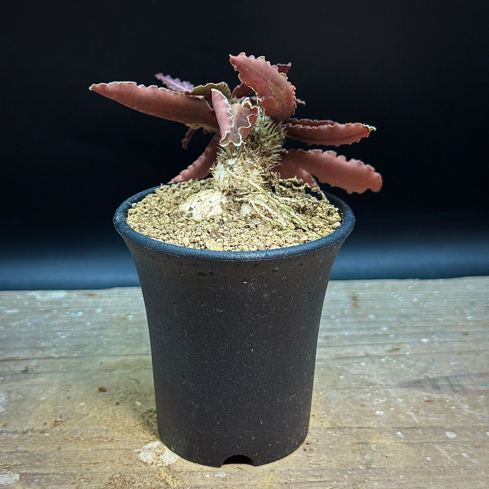 ユーフォルビア フランコイシー 実生 抜き苗で発送 - メルカリ ユーフォルビア フランコイシー 実生 抜き苗で発送 - メルカリ