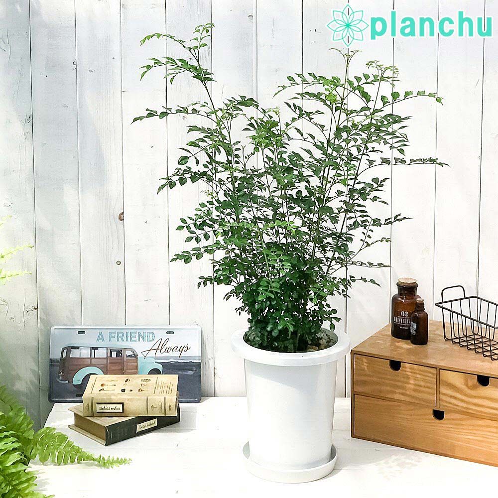 PALACE X UMBRO グラフィックシャツ XL 背番号7