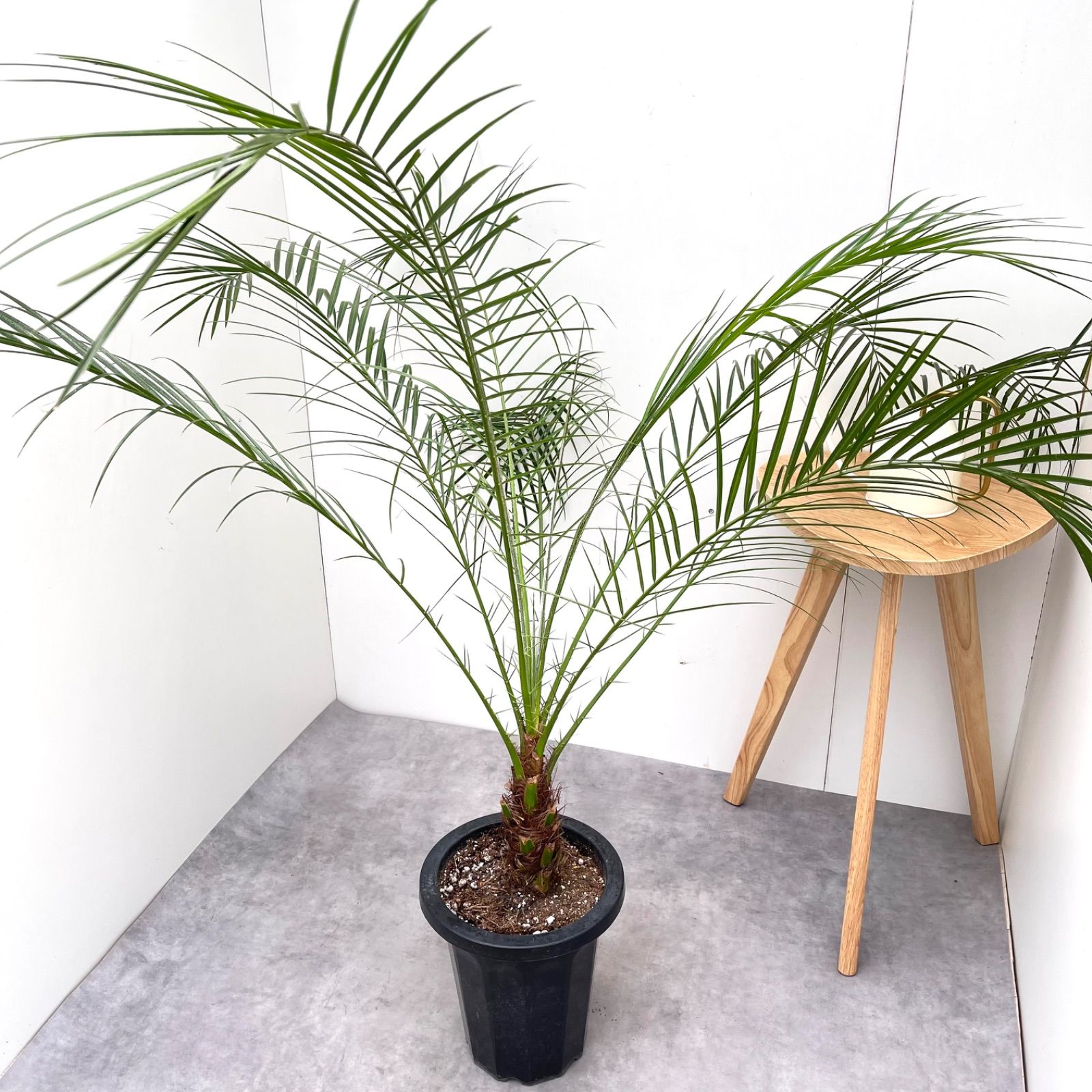 ヤシ フェニックスロベレニー 2【現品】観葉植物 庭木 大型