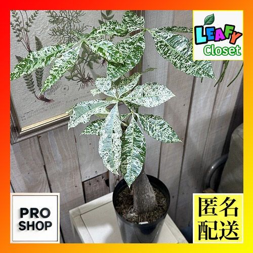 パキラ ミルキーウェイ 斑入り 接木 4.5号鉢 パキラ 斑入り 接木 6号