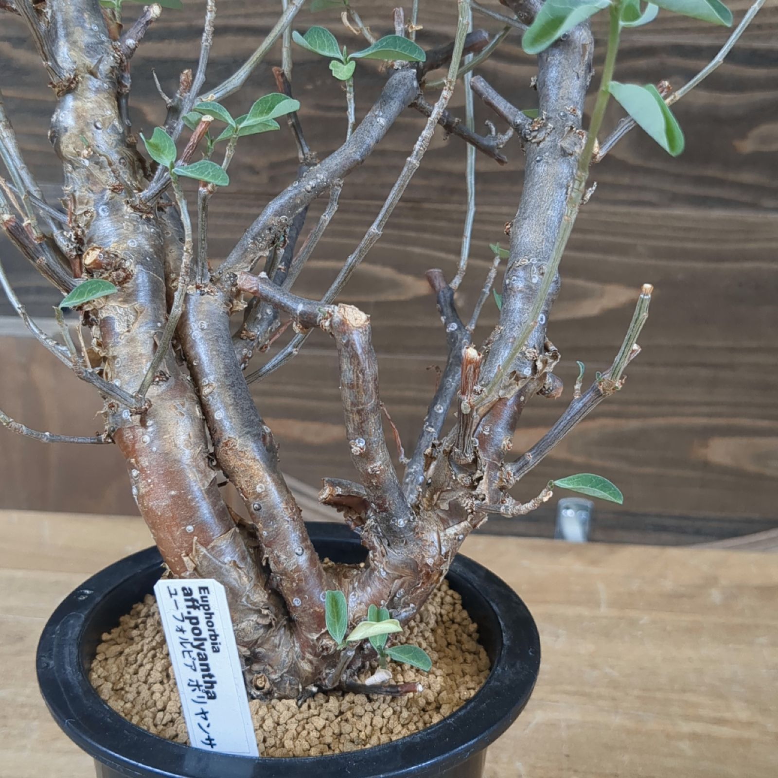 ユーフォルビア ポリヤンサ【灌木型のユーフォルビア】鉢のまま発送