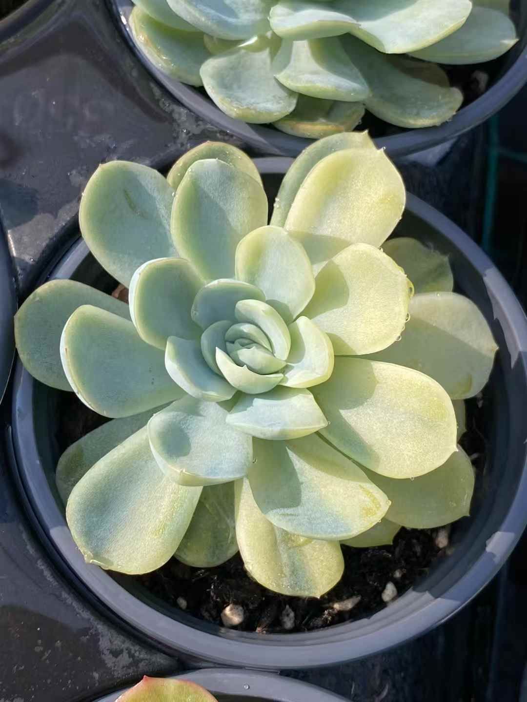 み*さ様 E-578×12株 メデューサ錦 抜き苗 多肉植物 エケベリア ナ*ナ様 E-578 メデューサ錦 抜き苗 12株 多肉植物 エケベリア
