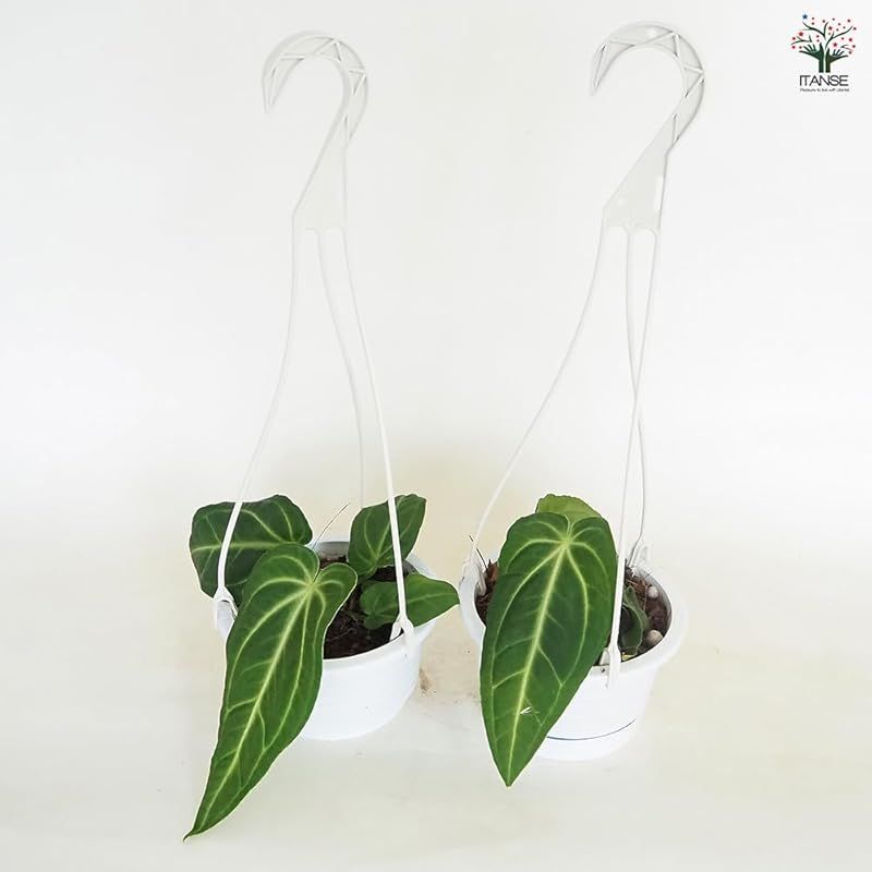 ヴィレナオルム