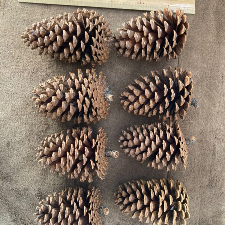 巨大 松ぼっくり 松笠 世界最重量 1.1kg オオミマツ コウルテリマツ