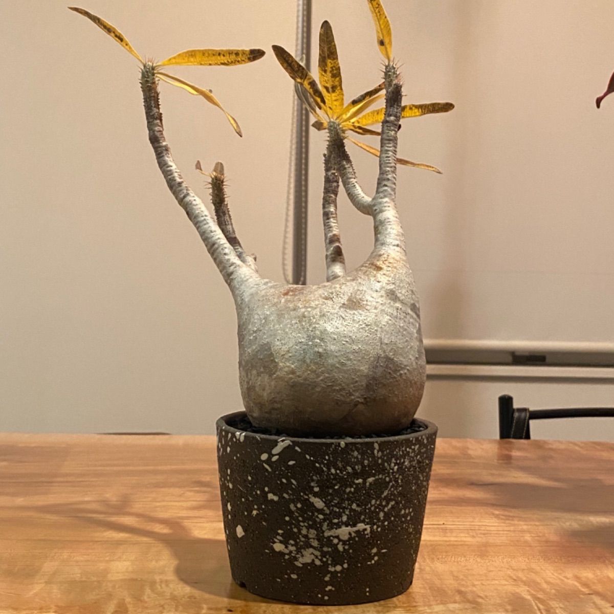 Botanize限定鉢×グラキリス atmos」とプランツショップ「BOTANIZE」、「MEDICOM TOY」の