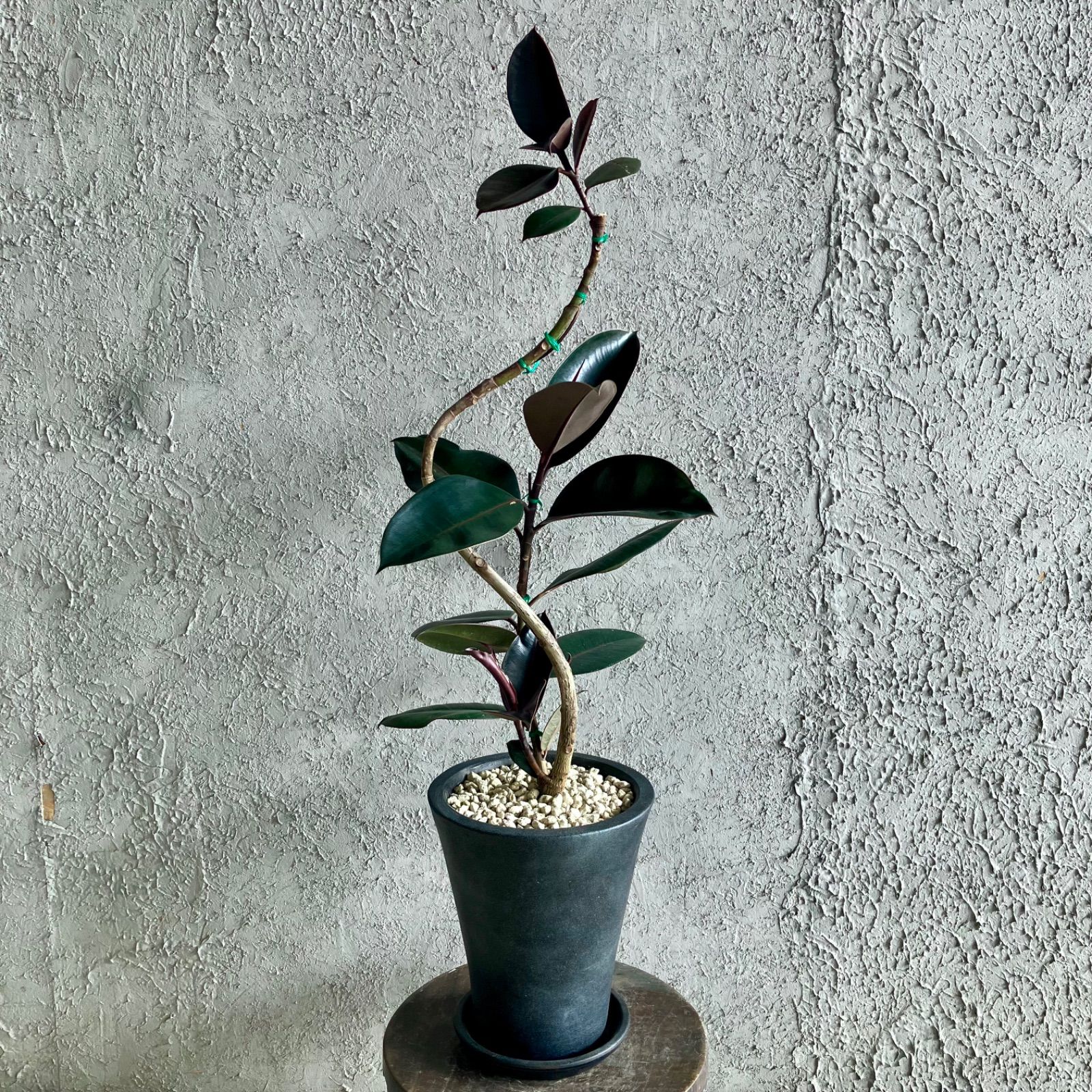 現品］3番 フィカス バーガンディ 曲がり 7号 観葉植物 大型 室内