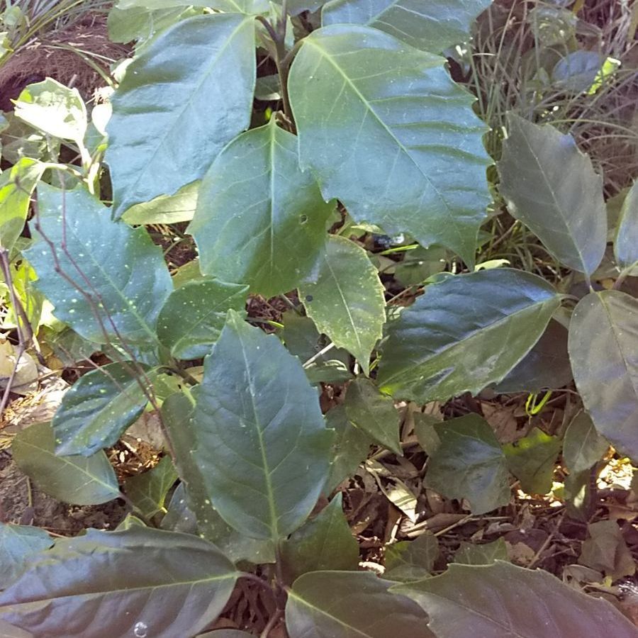 アオキの苗 3株 天然物 - 植木、庭木