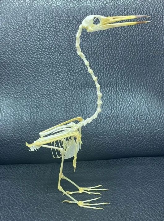 ジャワアカガシラサギの骨格標本 ジャワアカガシラサギの骨格標本 ジャワアカガシラサギの骨格標本