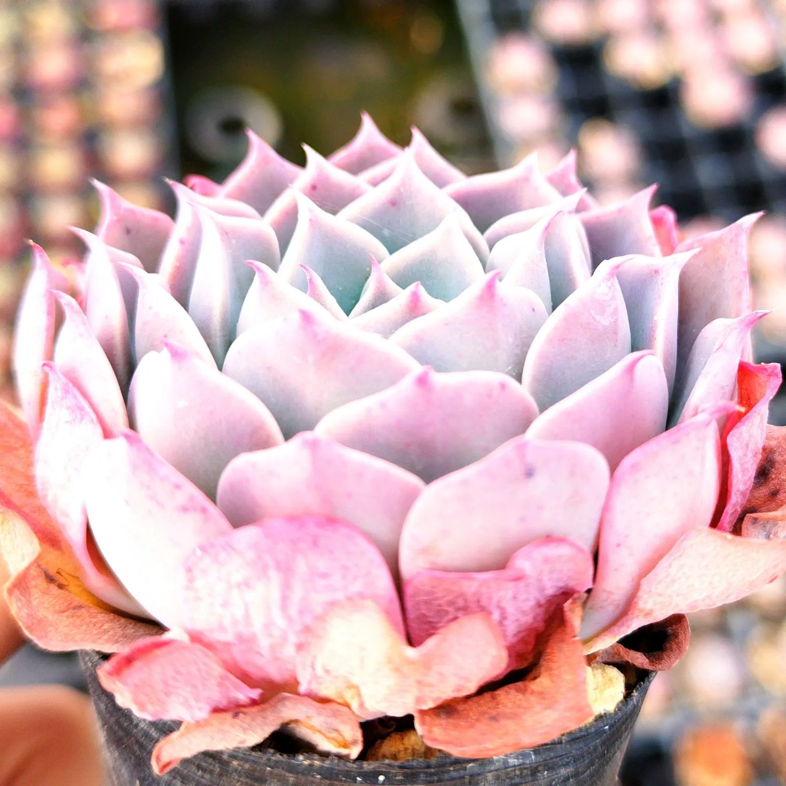 サービス品@980】コロラータ デザートハーモニー(1苗)