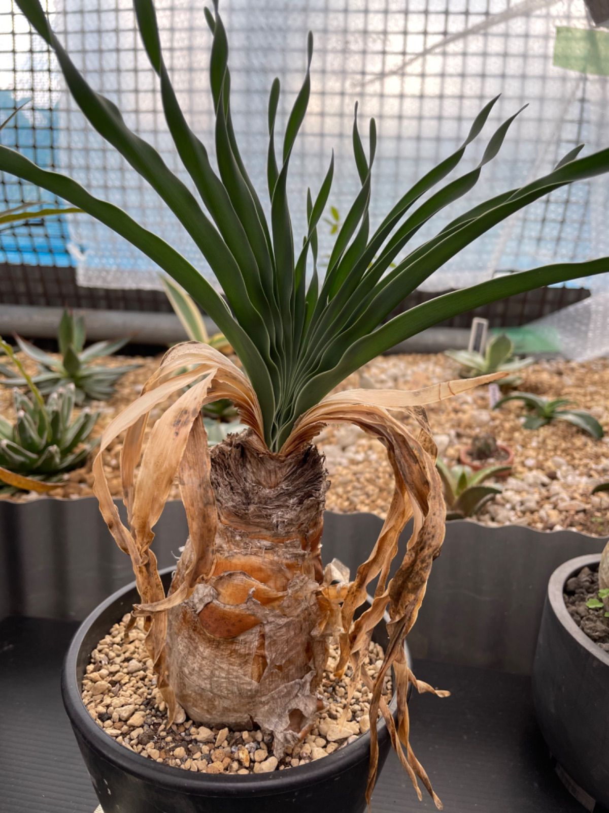 ブーファン ディスティチャ 現地株 発根済 【公式通販】