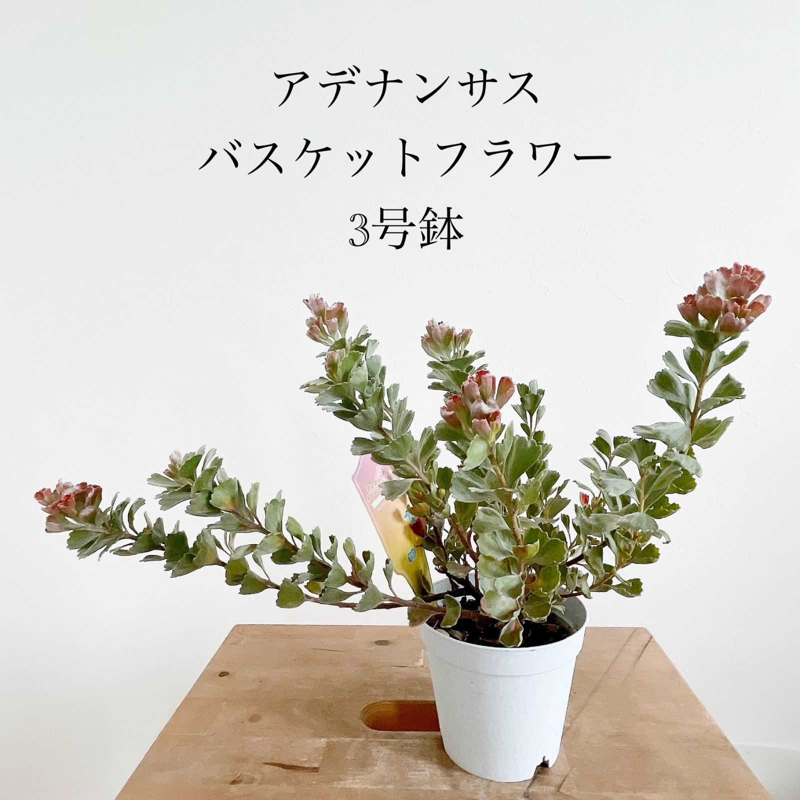 楽天市場】【アデナンサス ウィリーブッシュ】ネイティブ