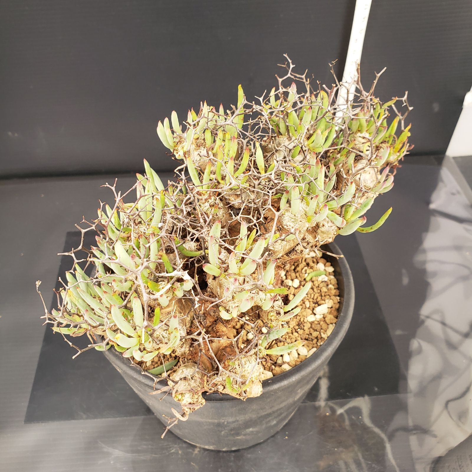 実生塊根！　万物想　チレコドン　多肉植物　塊根植物　レティキュラータス P396【自社養生株】チレコドン レティキュラータス 万物想(L
