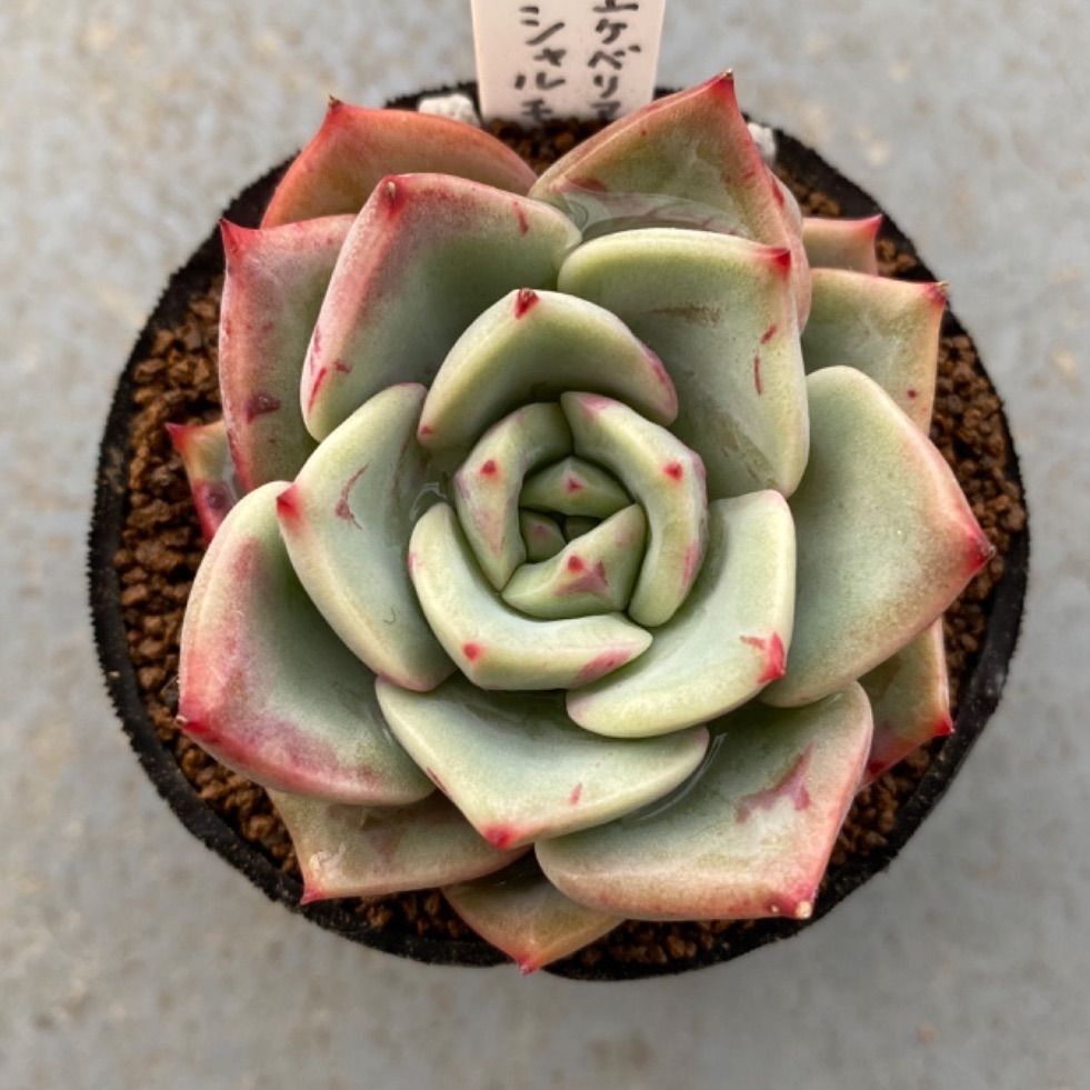 多肉植物 抜き苗 エケベリア シャルモン - メルカリ 多肉植物 抜き苗 エケベリア シャルモン - メルカリ