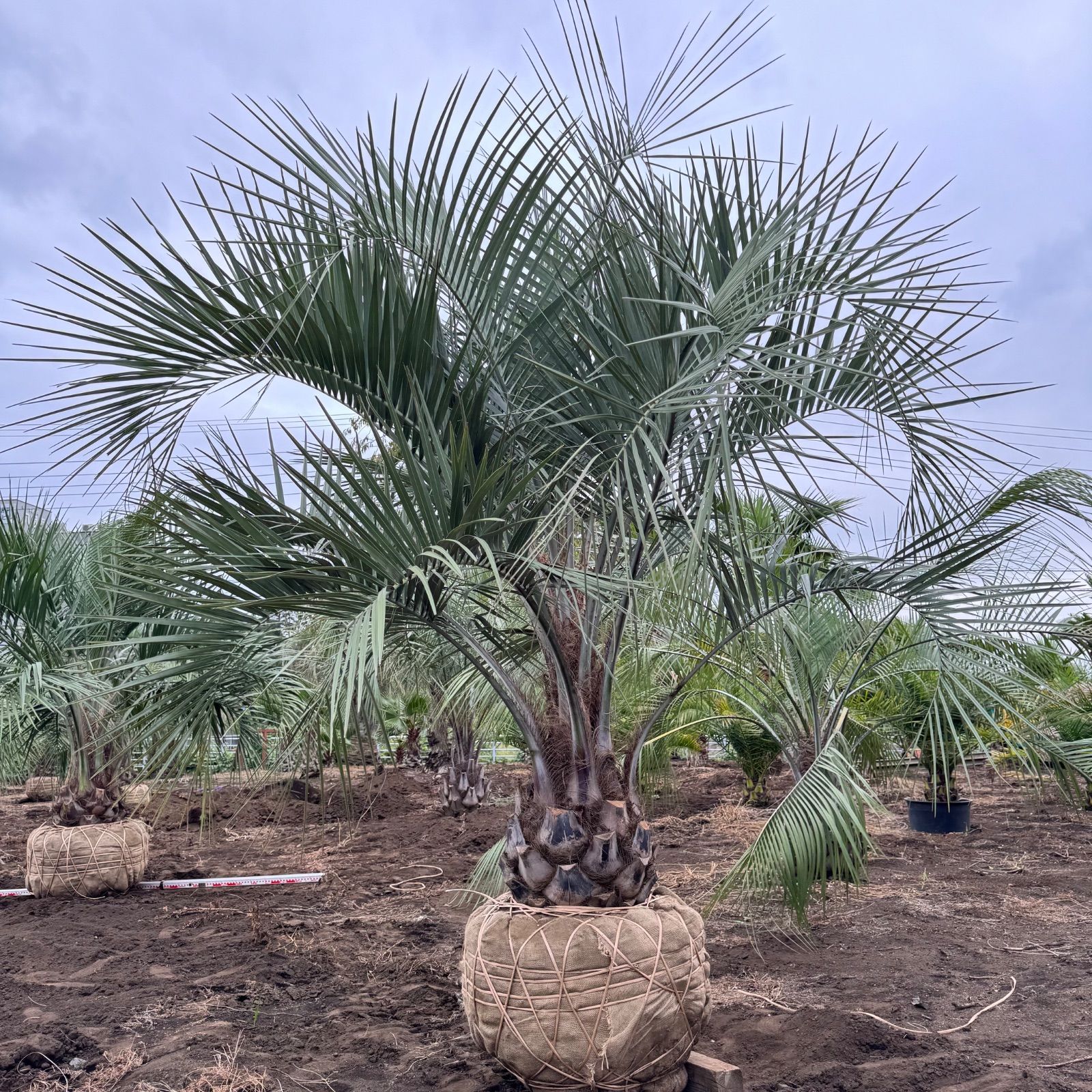 極太幹】3m ココスヤシ - メルカリ