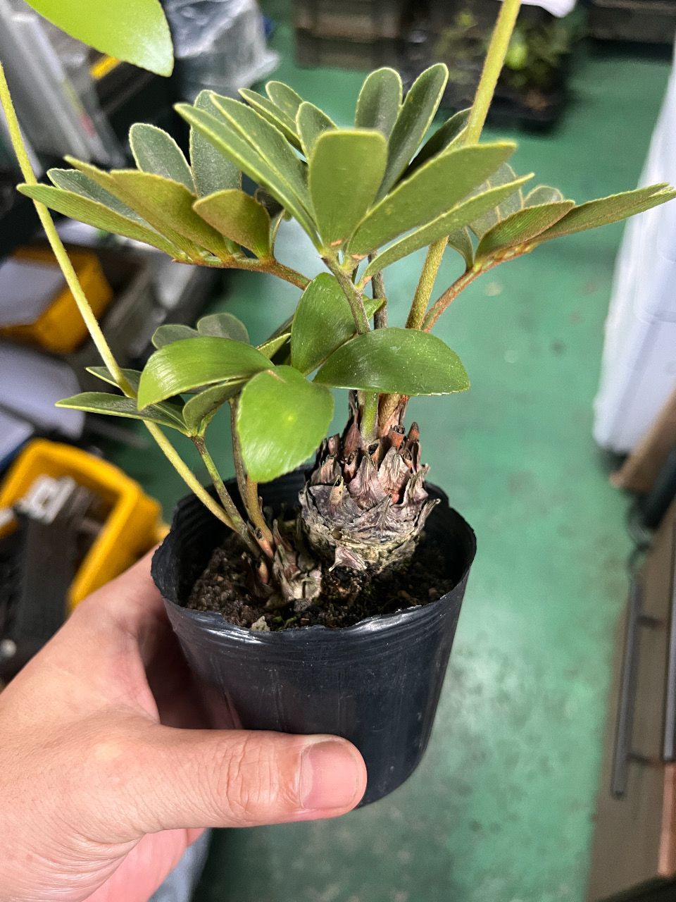 ユーフォルビア フスカ 現地球からカットした挿し木 発根済 005