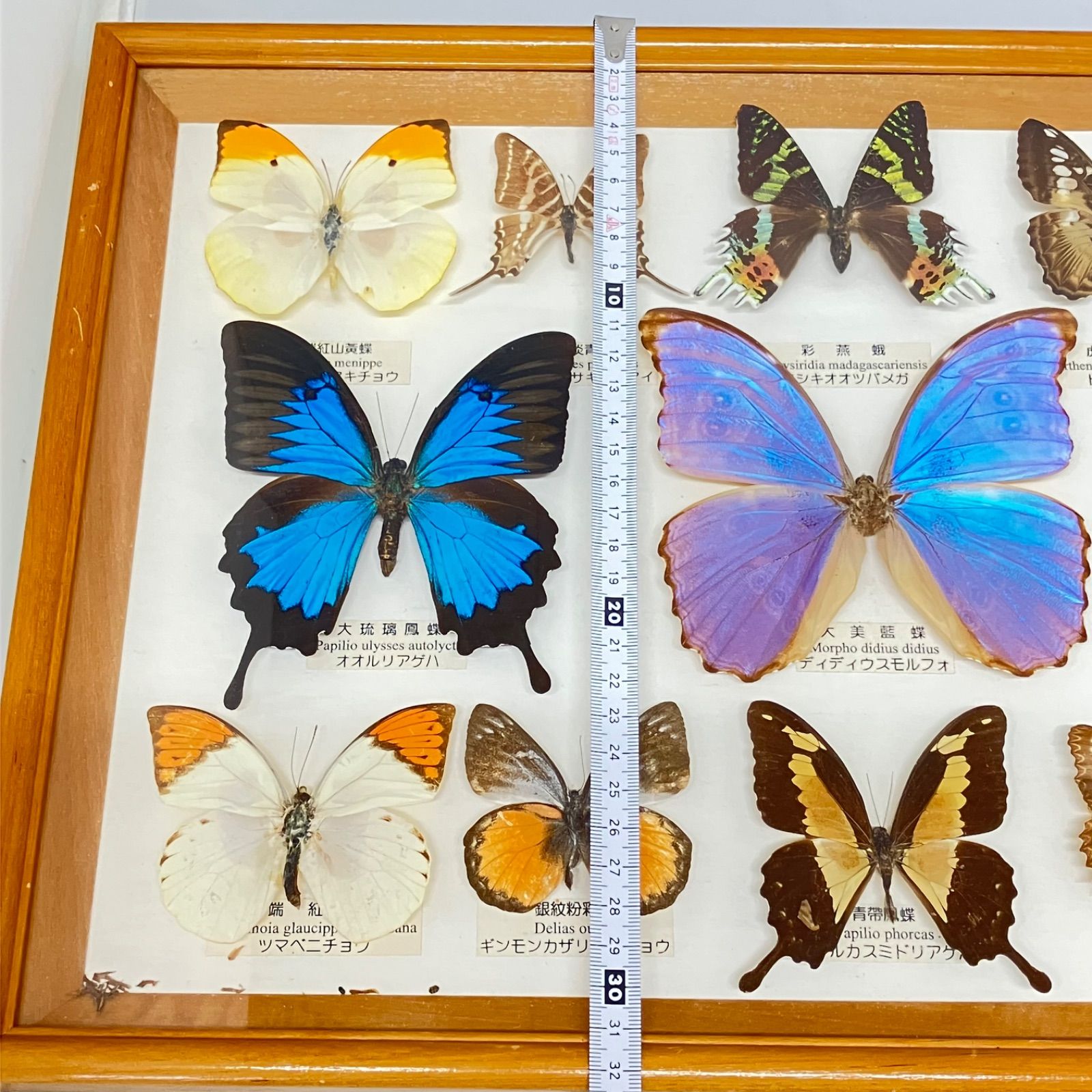 ツマベヤマキチョウ