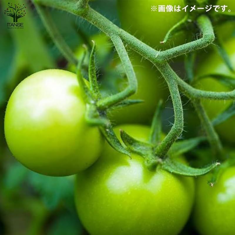 接木苗 3～3.5号